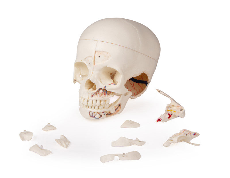 Luxury demonstration Children‘s skull, 14 parts