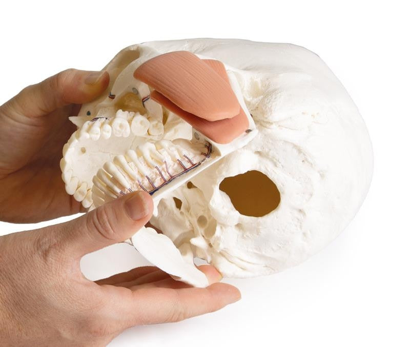 Skull model for dentistry with TMJ syndrome, 8 parts