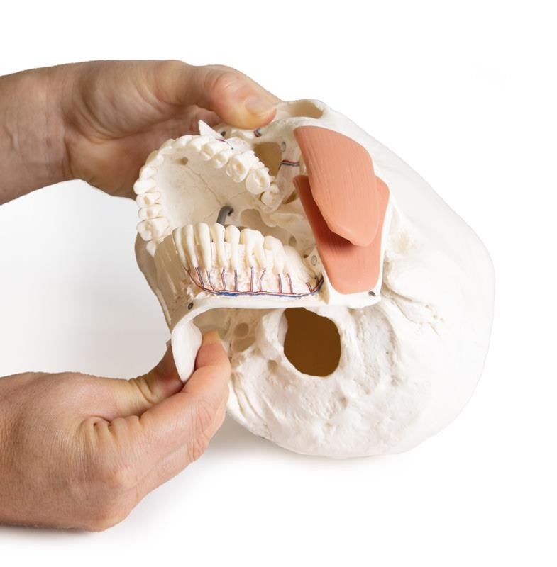 Skull model for dentistry with TMJ syndrome, 8 parts