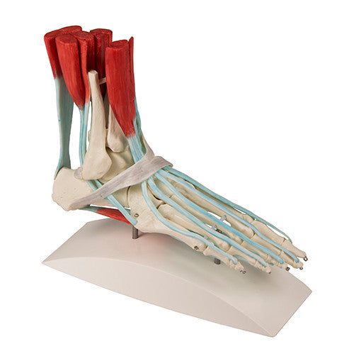 Foot skeleton with ligaments - side view
