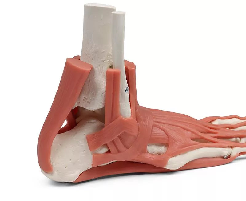 Muscles and tendons of the foot