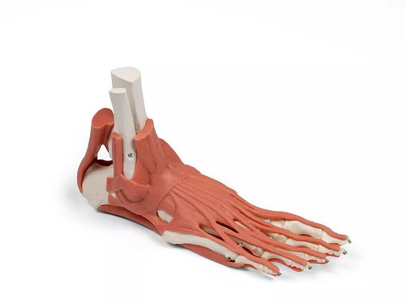 Muscles and Tendons of the Foot — Erler-Zimmer 6059, view 9