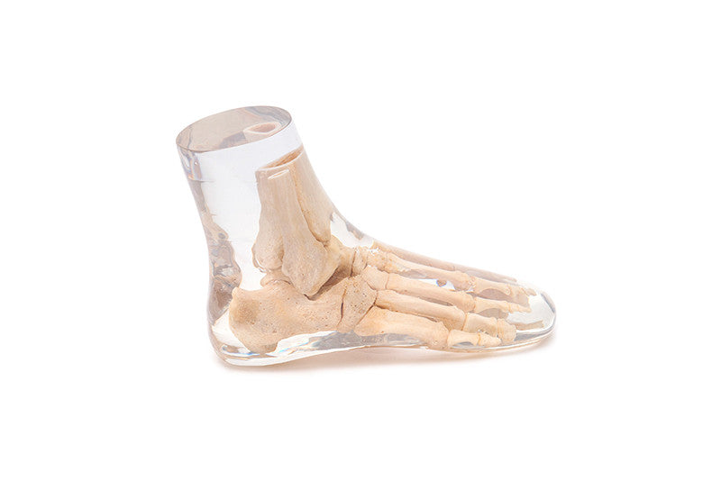 X-Ray Phantom Foot, transparent