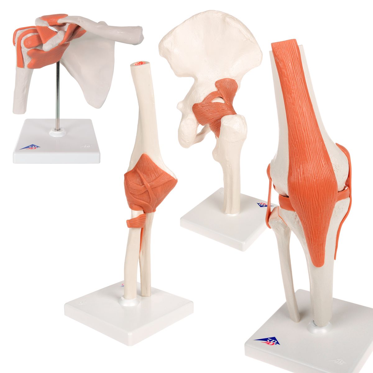 Set of Functional Joints