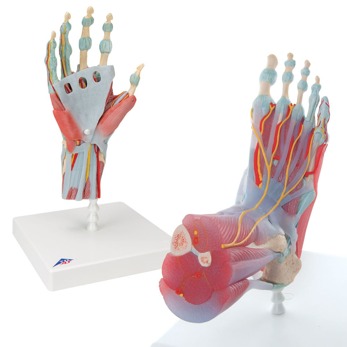 Dissectable Muscled Foot and Hand Set