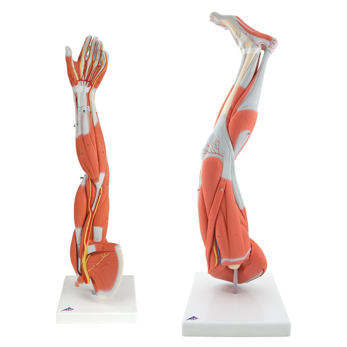Set of Dissectable Muscled Arm and Leg