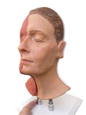 Head for facial injections, half sided muscles - Erler-Zimmer 8200, view 2