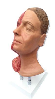 Head for facial injections with muscles, arteries and nerves - Erler-Zimmer 8210, view 2