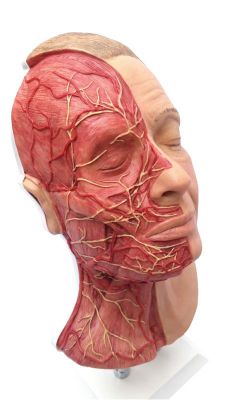 Head for facial injections with muscles, arteries and nerves - Erler-Zimmer 8210