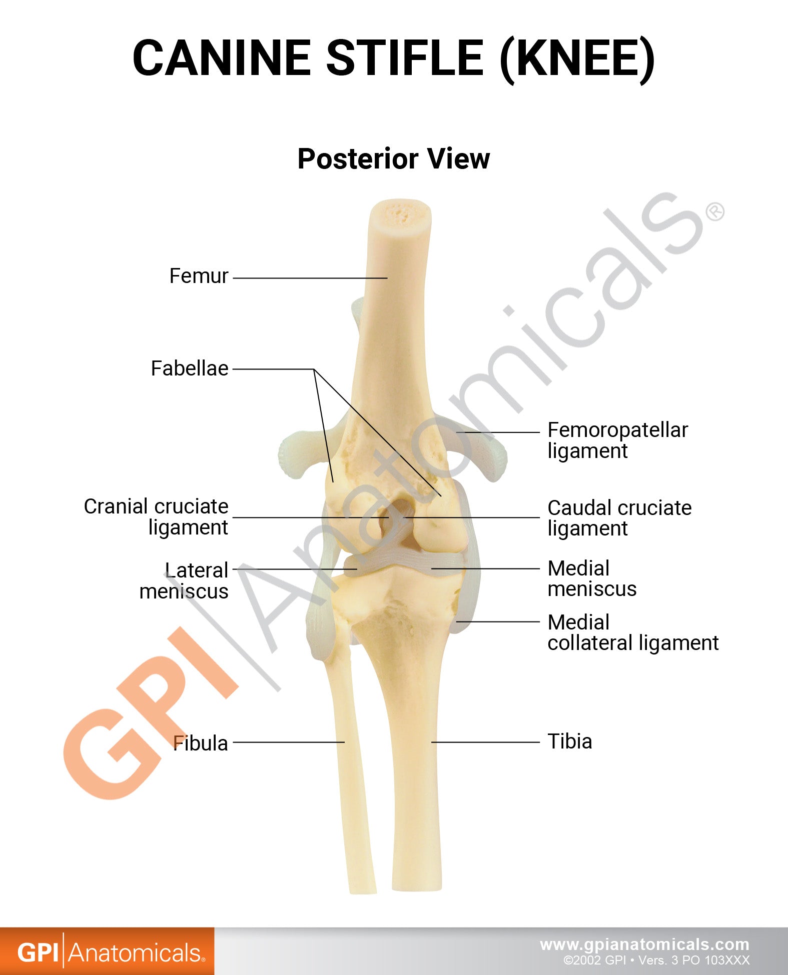 Canine Knee