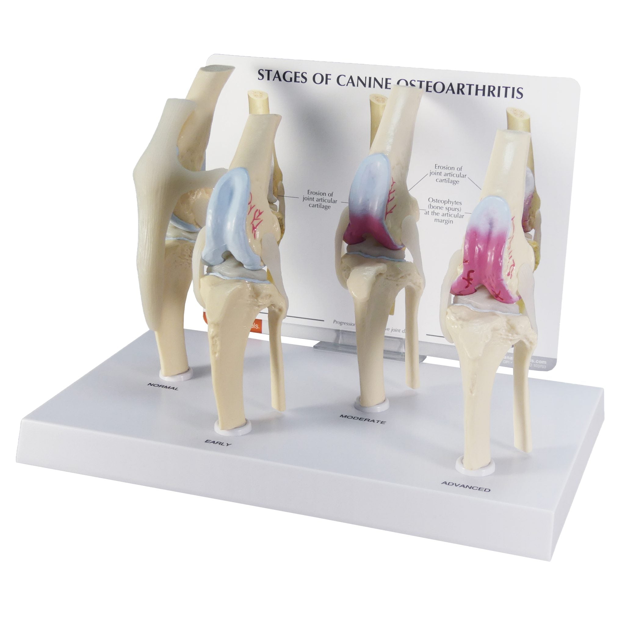 Canine 4-Stage Knee Osteoarthritis Model