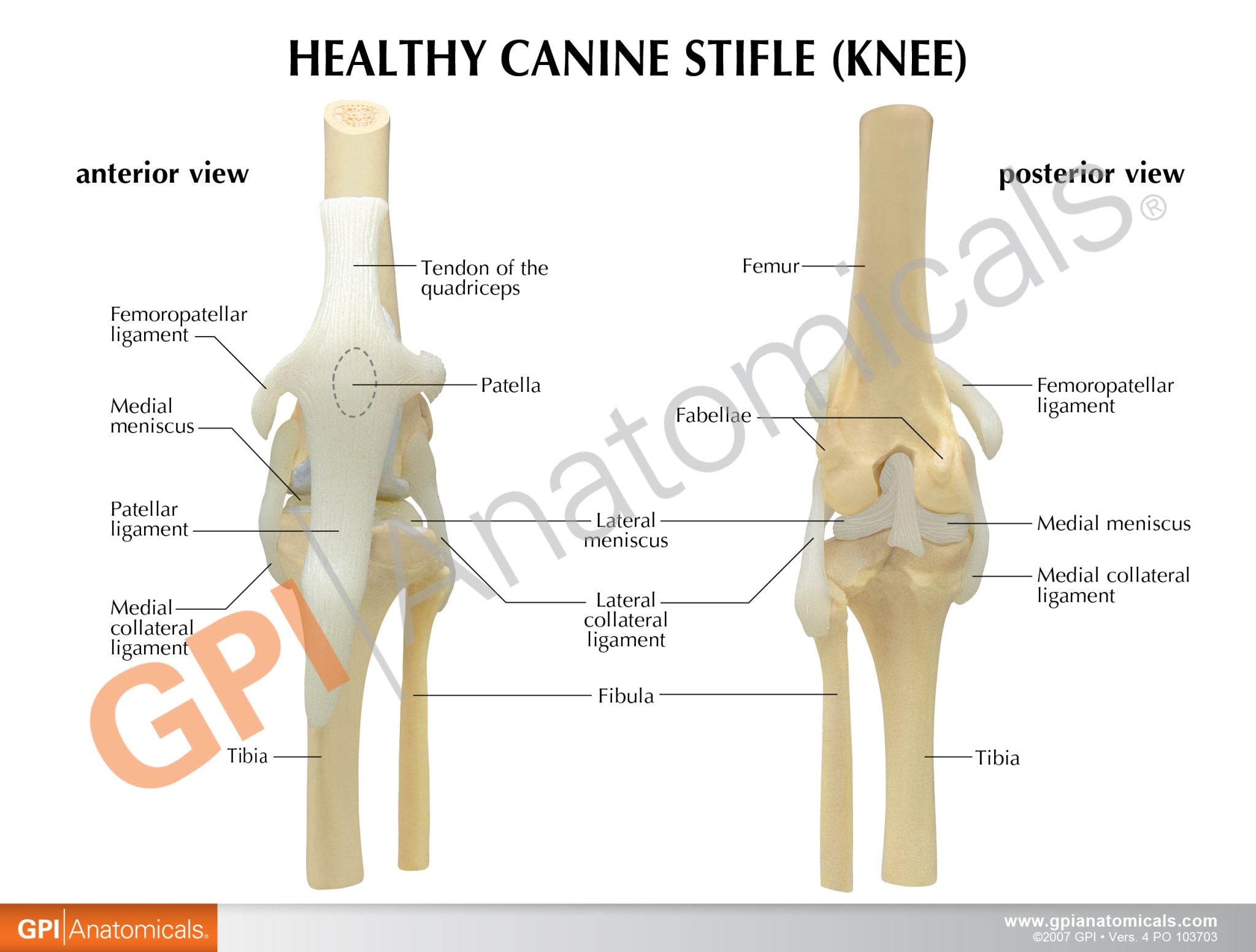 Canine 4-Stage Knee Osteoarthritis Model