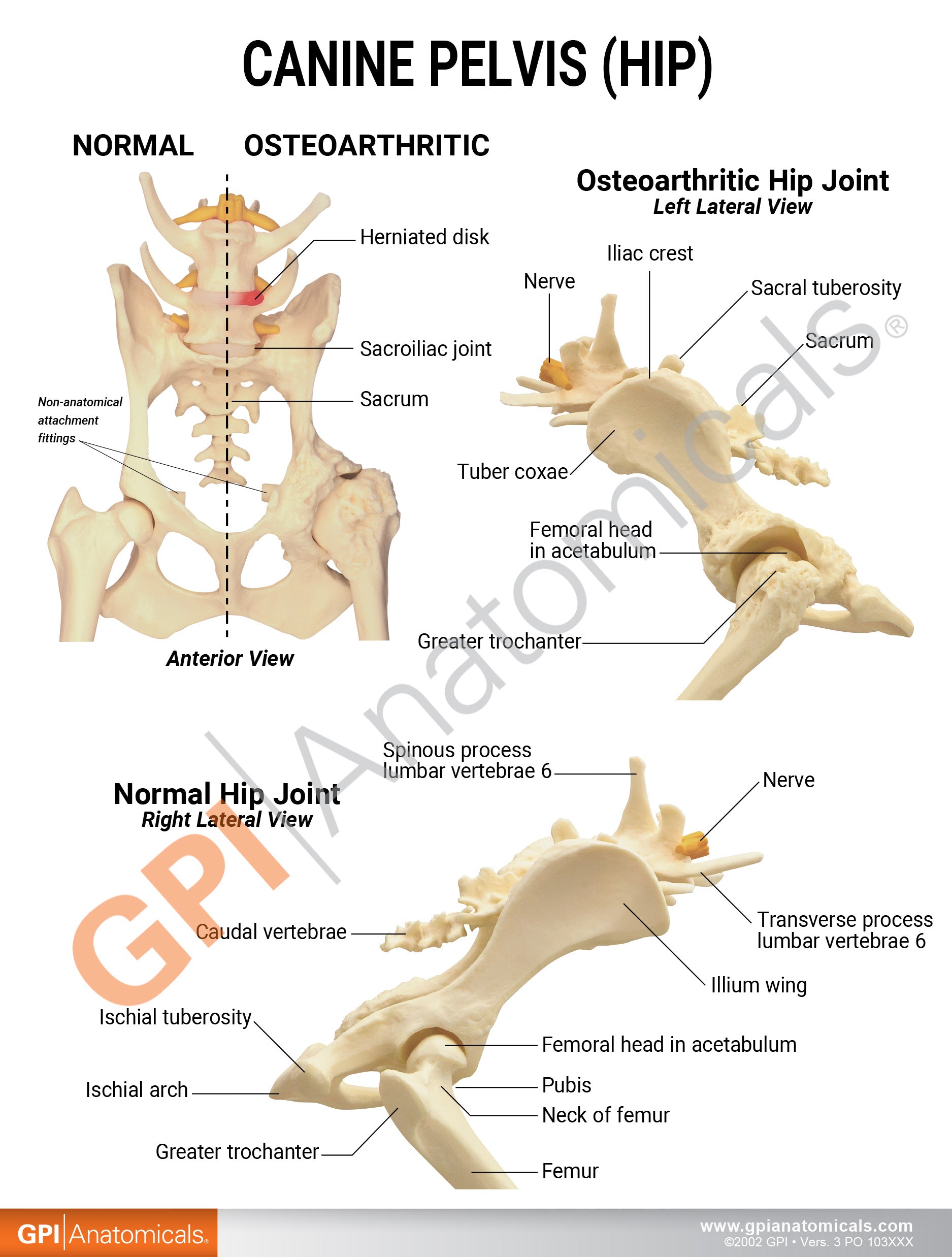 Canine Pelvis