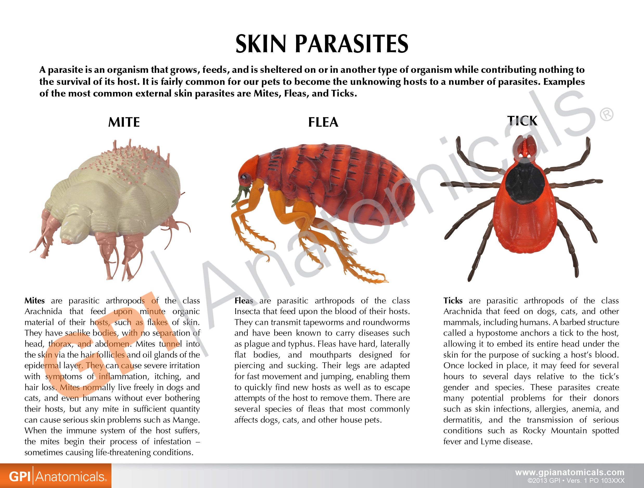 Skin Parasites