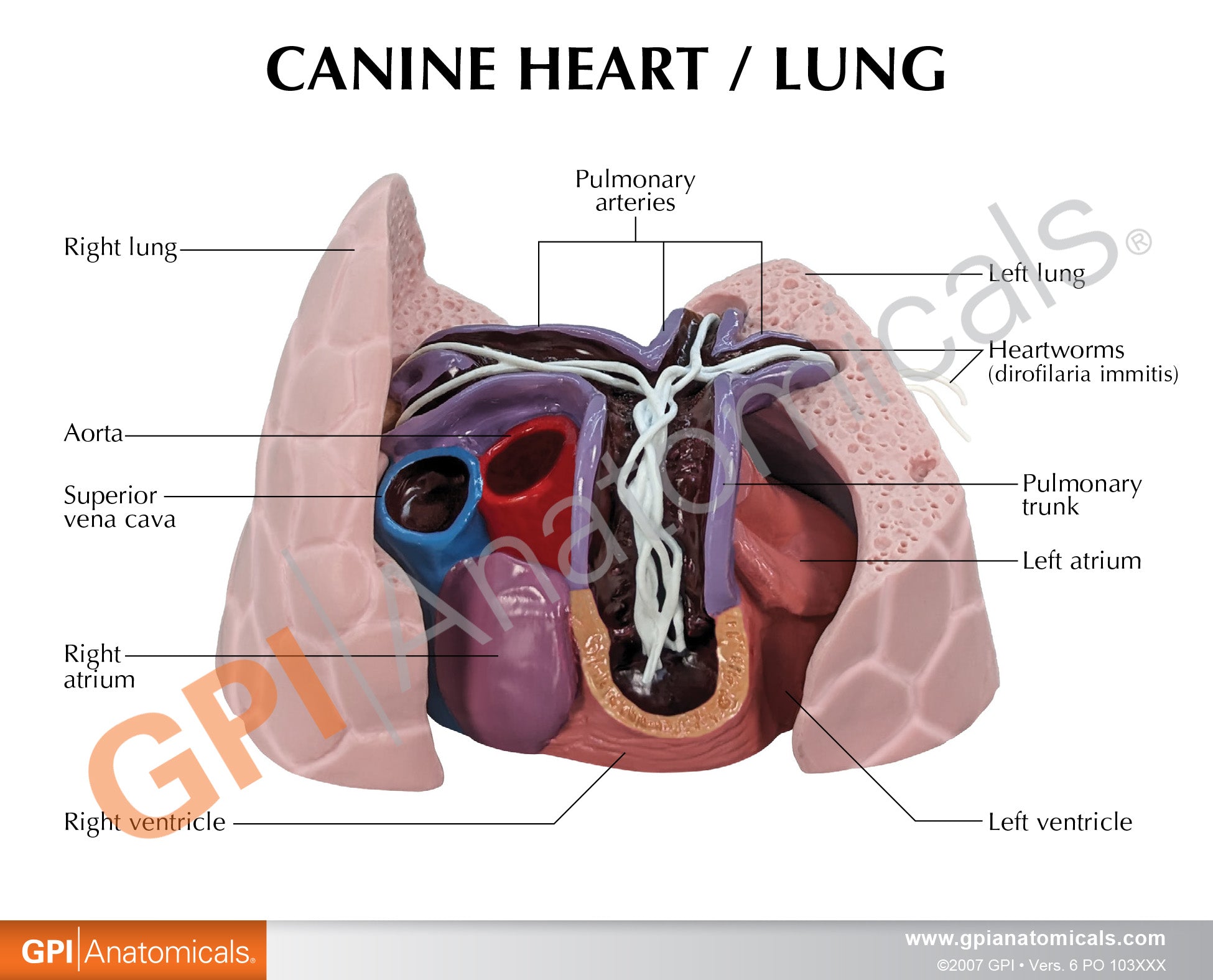 Canine Heart/Lung