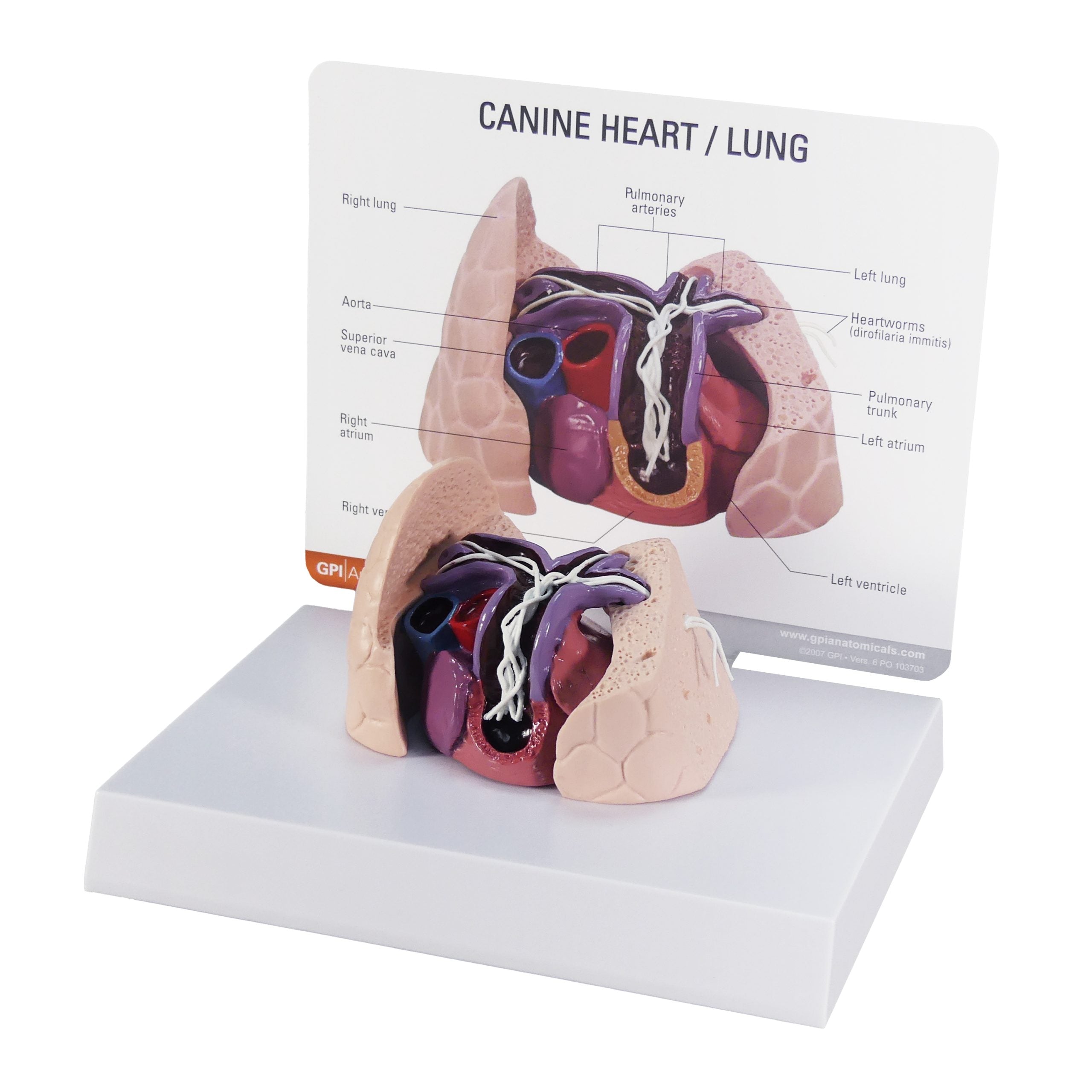 Canine Heart/Lung