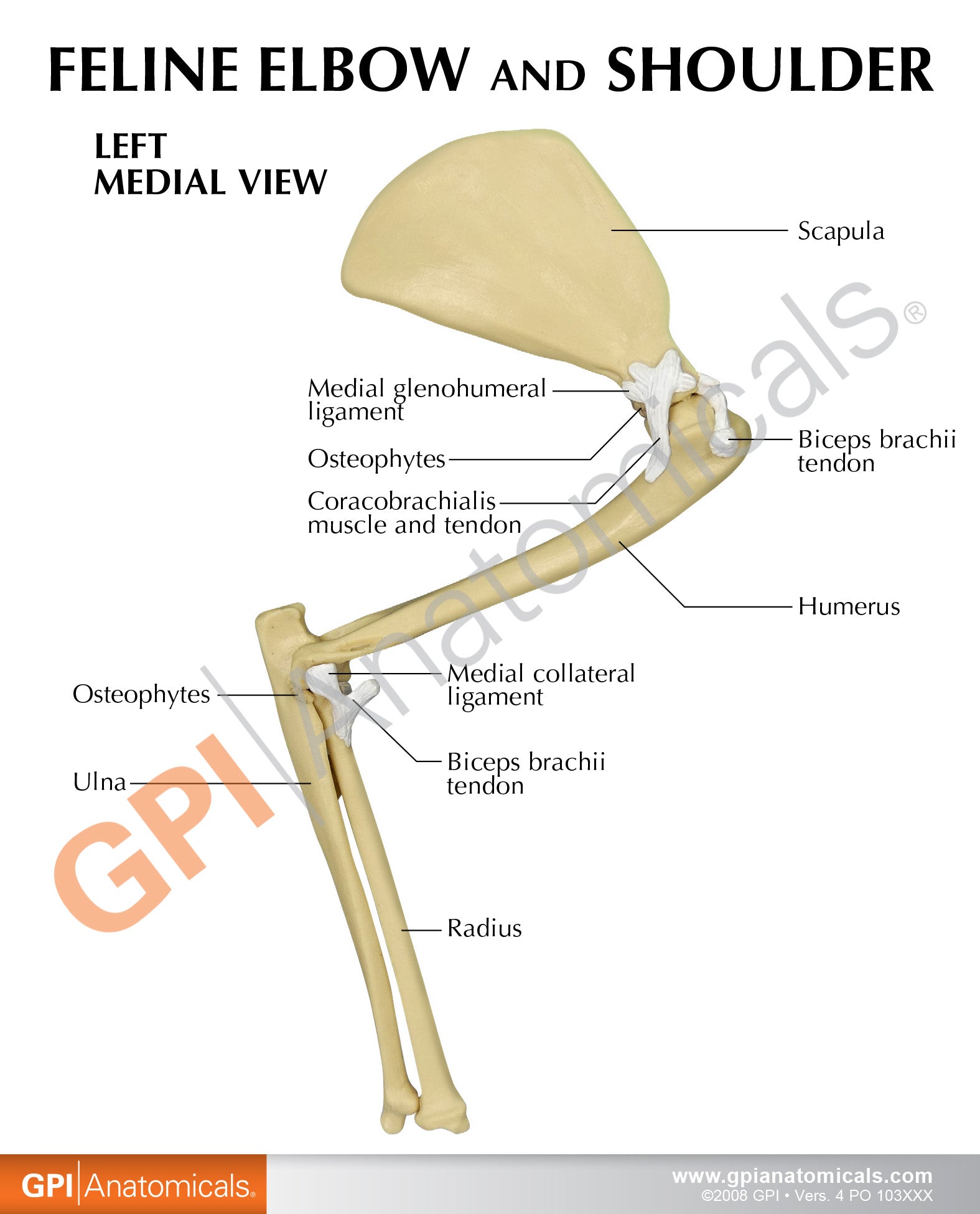 Feline Elbow/Shoulder