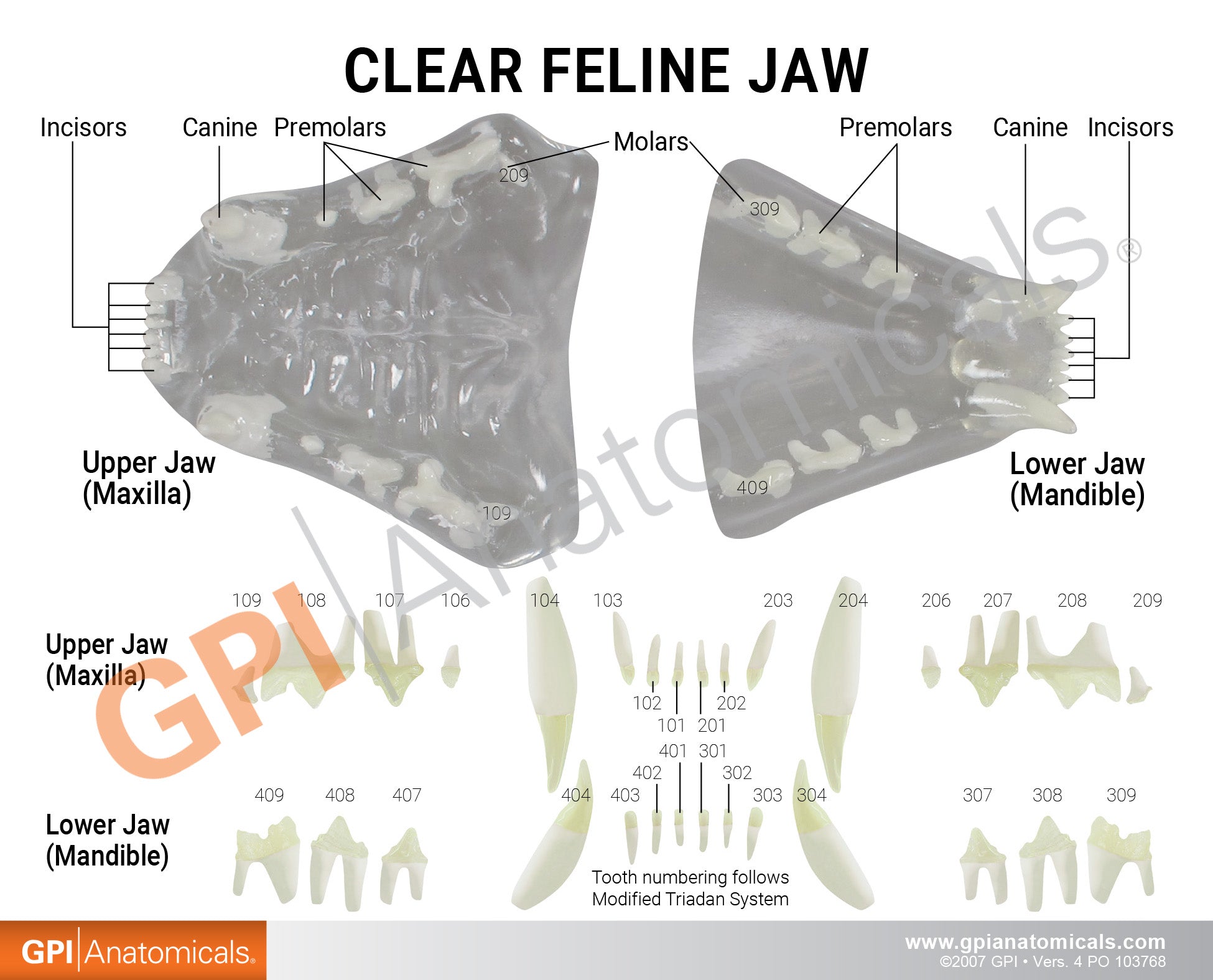 Clear Feline Jaw Model with Teeth