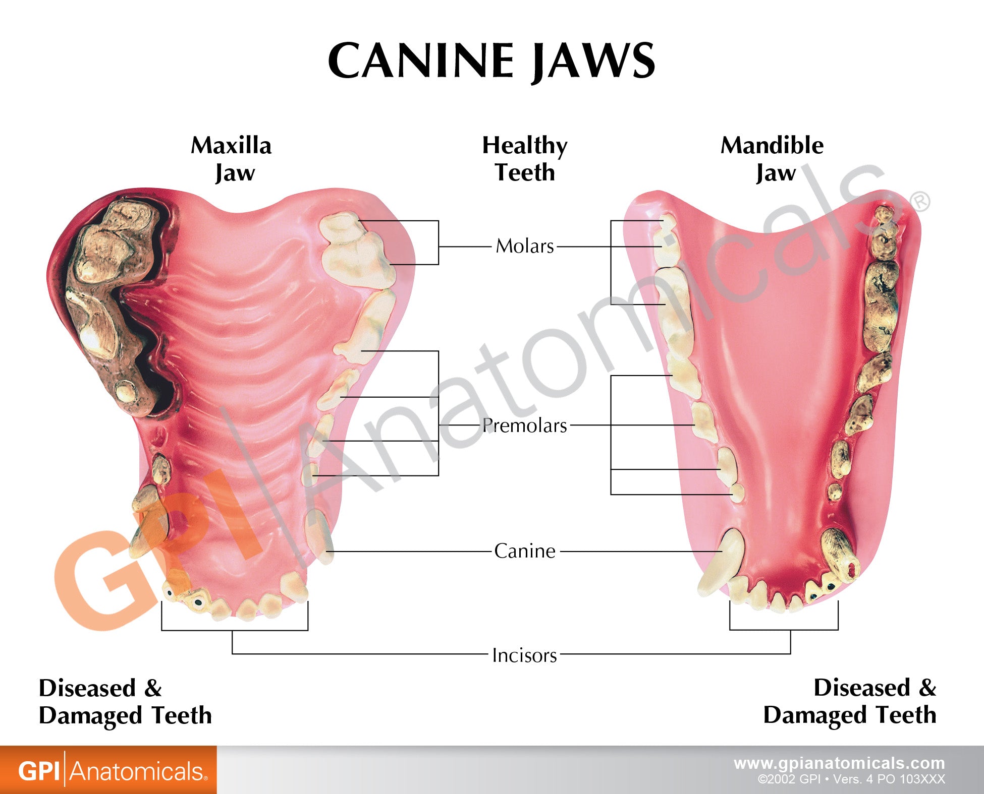 Canine Jaw