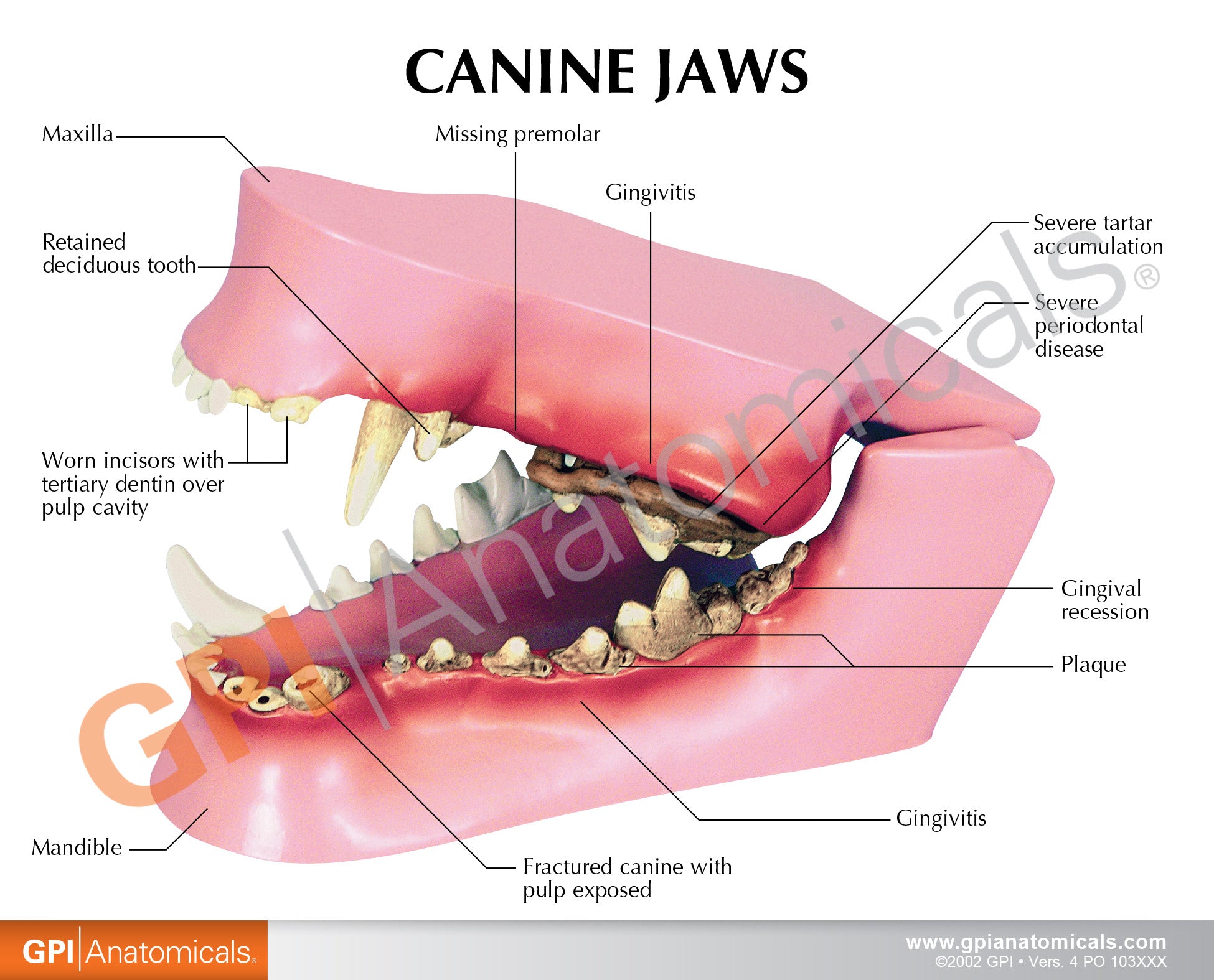 Canine Jaw