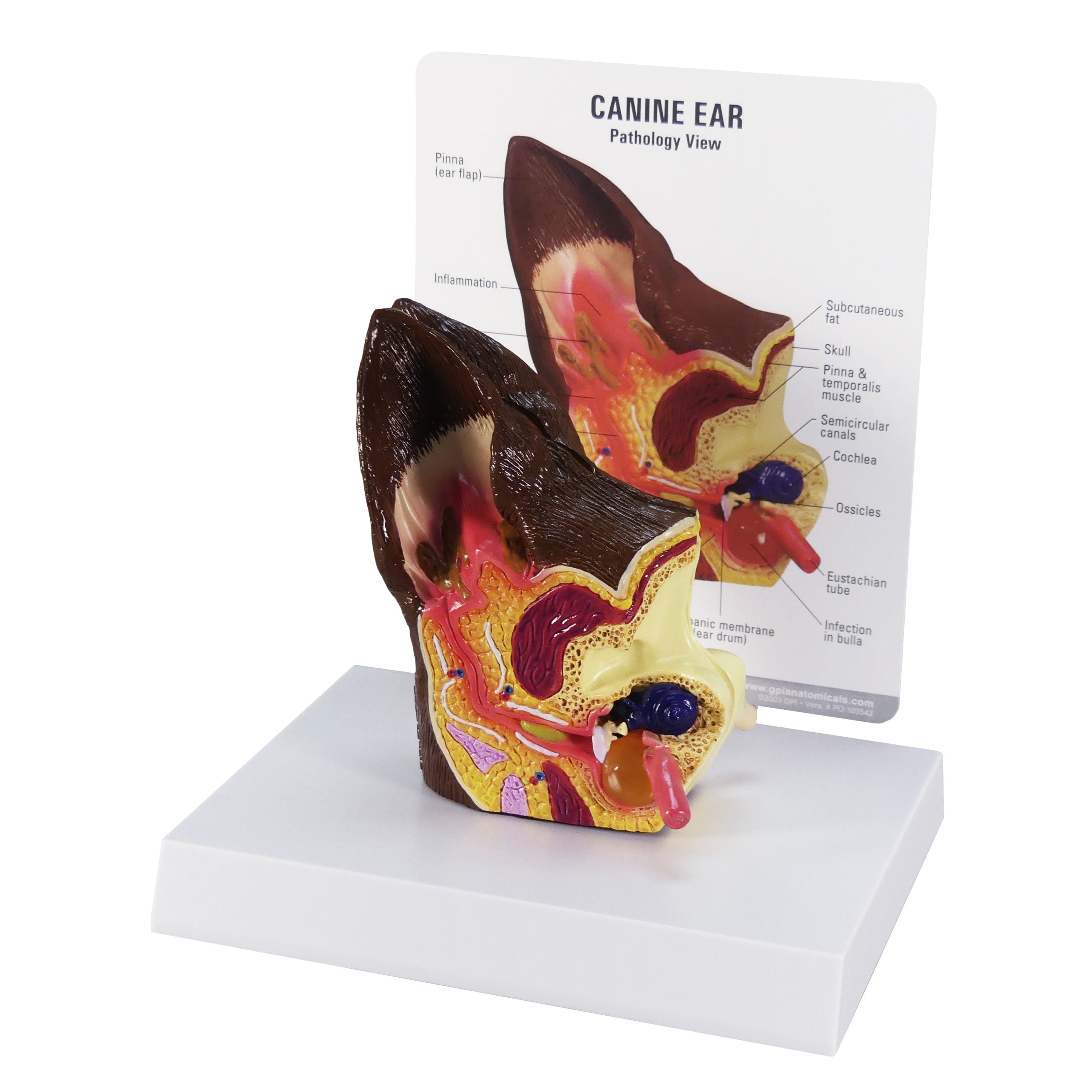 Canine Ear (Normal/Infected)