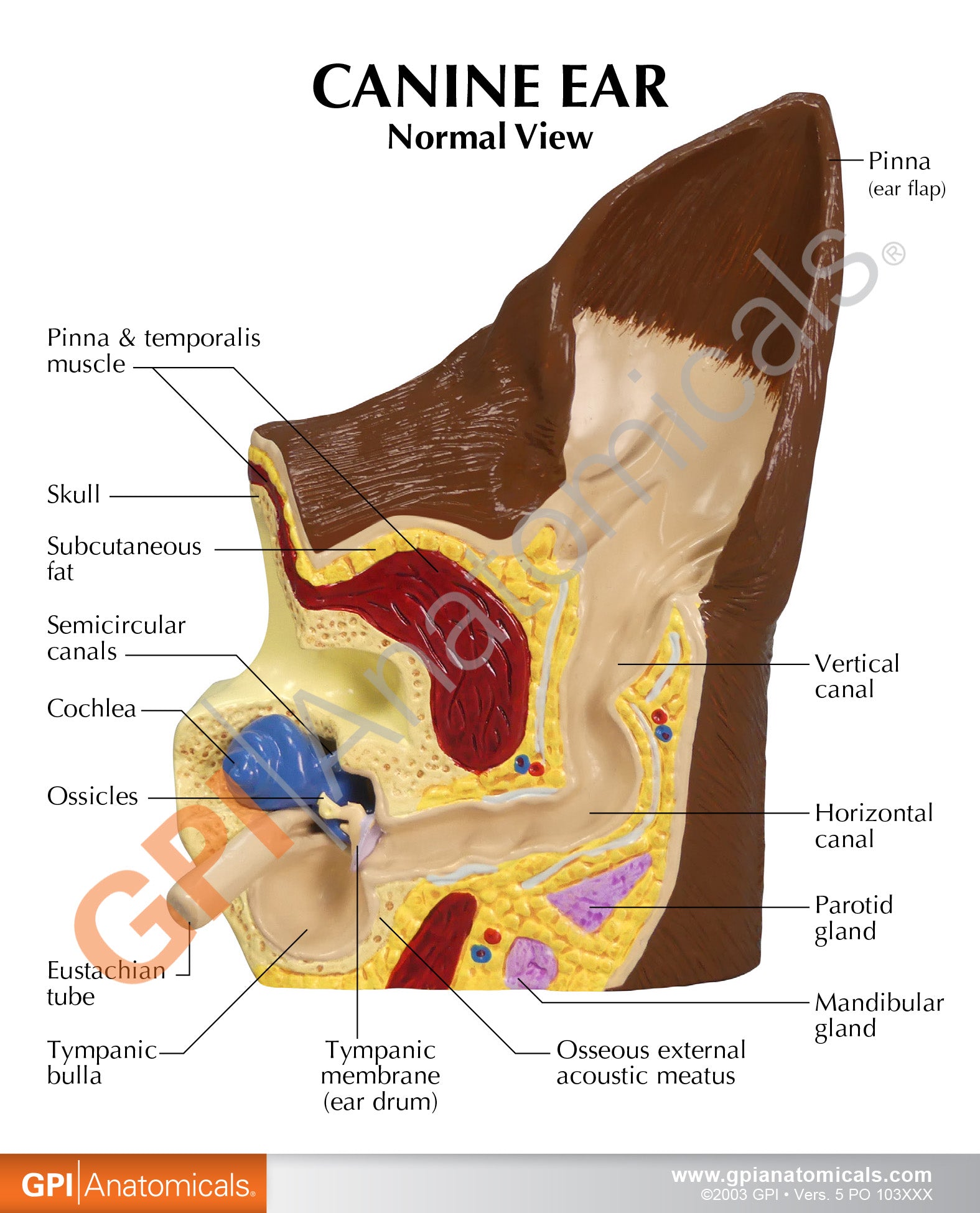 Canine Ear (Normal/Infected)