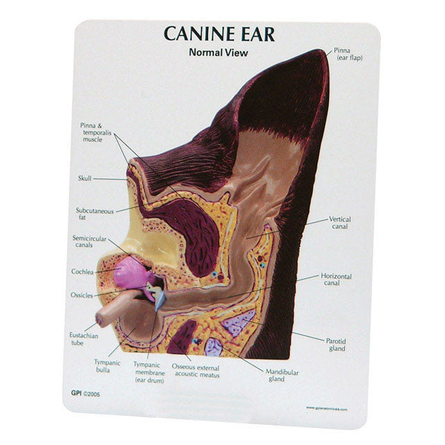 Canine Ear - Normal / Infected