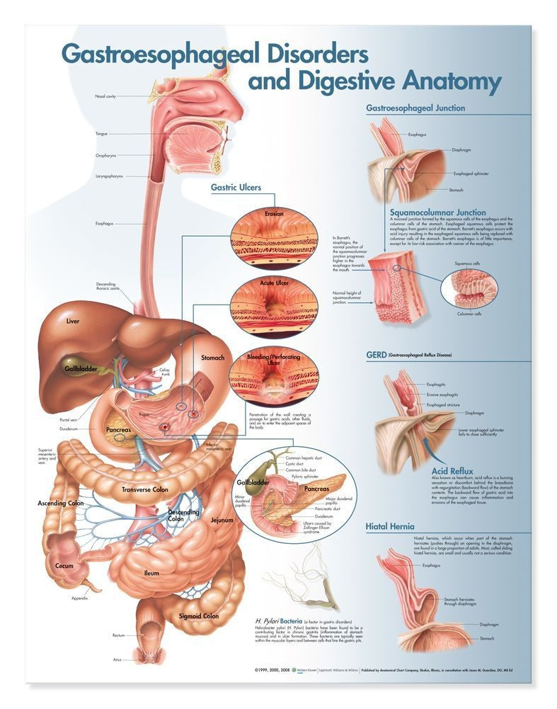Gastroesophageal Disorders and Digestive Anatomy - Thin Lamination