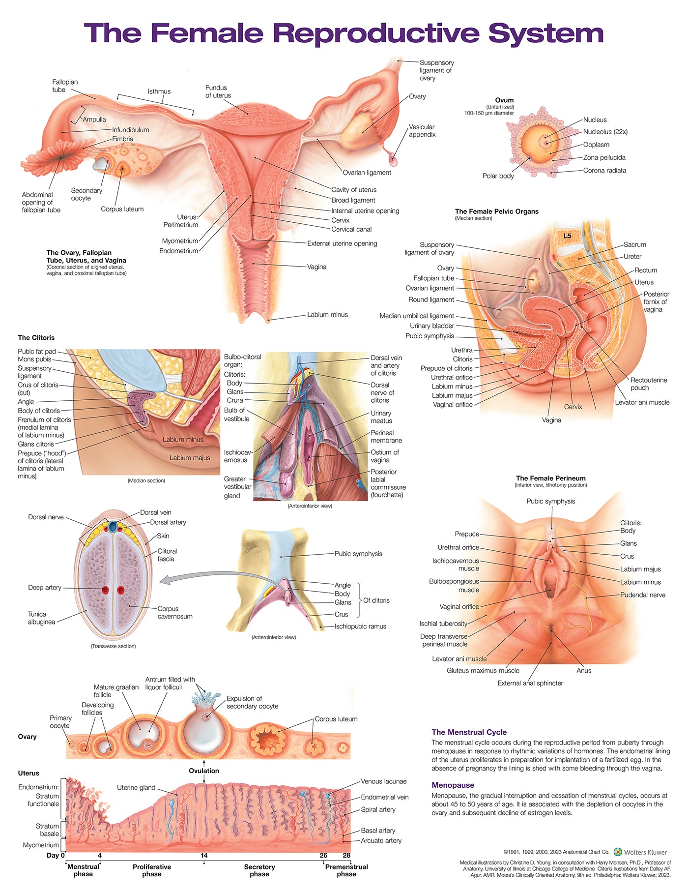 The Female Reproductive System Anatomical Chart - 2nd Edition