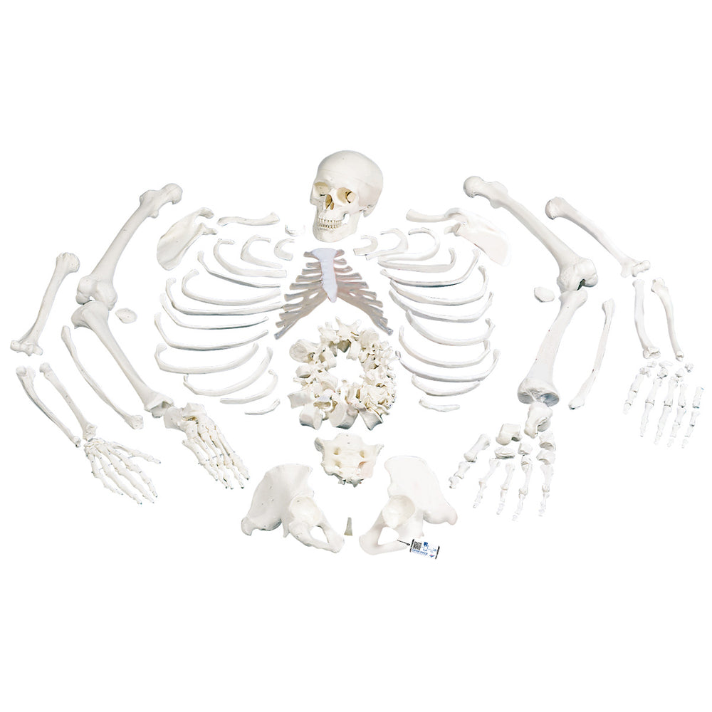 Human Skeleton Model | Skeleton Models