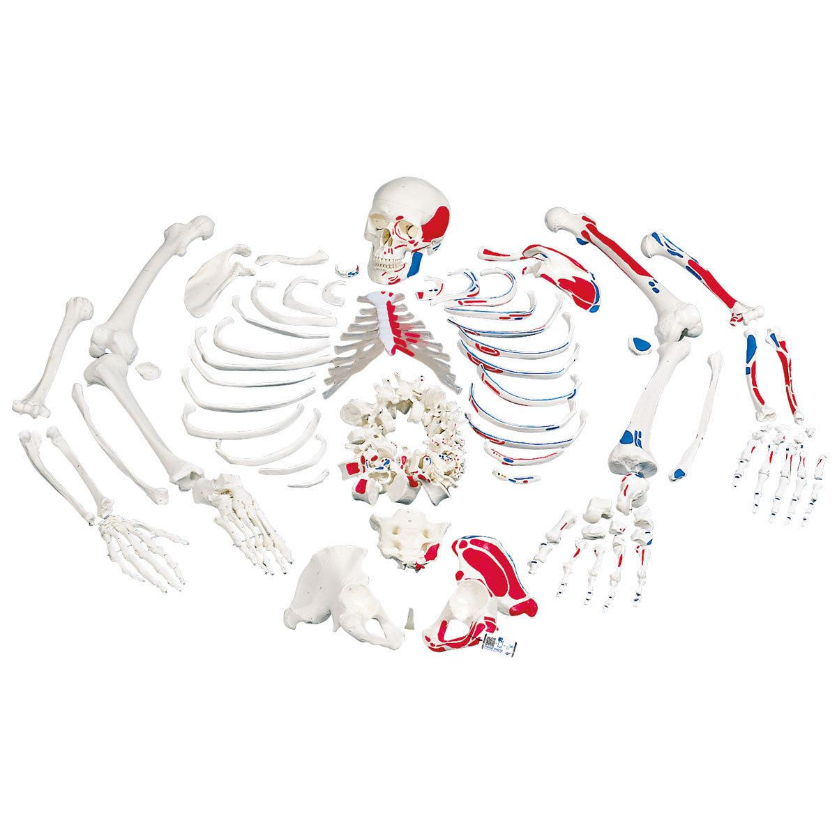 Disarticulated Human Skeleton Model with Painted Muscles, Complete with 3-part Skull | 3B Scientific A05/1 | Candent