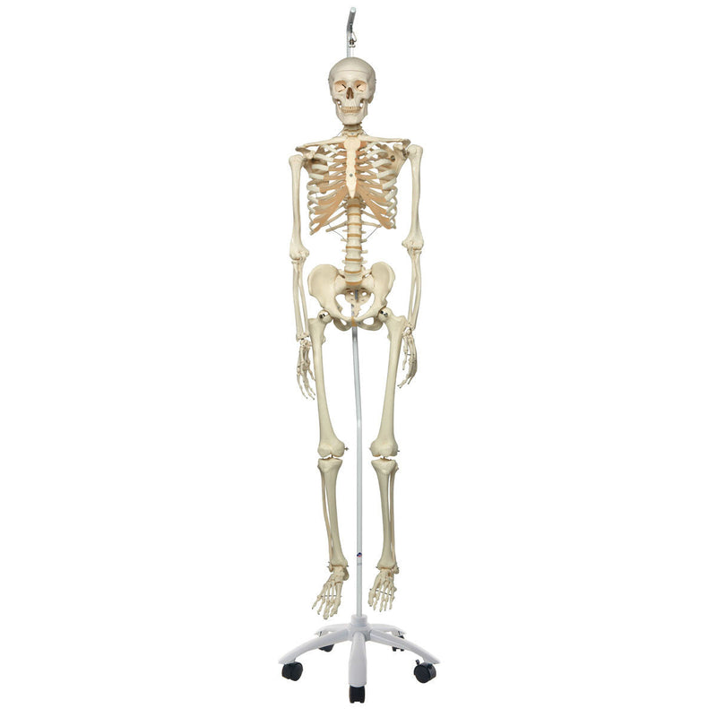 Human Skeleton Model | Skeleton Models