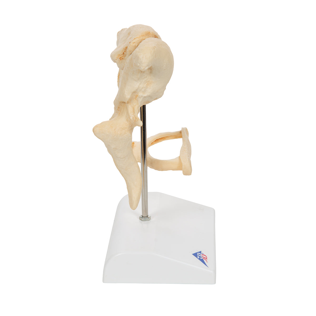 Human Ossicle Model (BONElike), 20-times Magnified