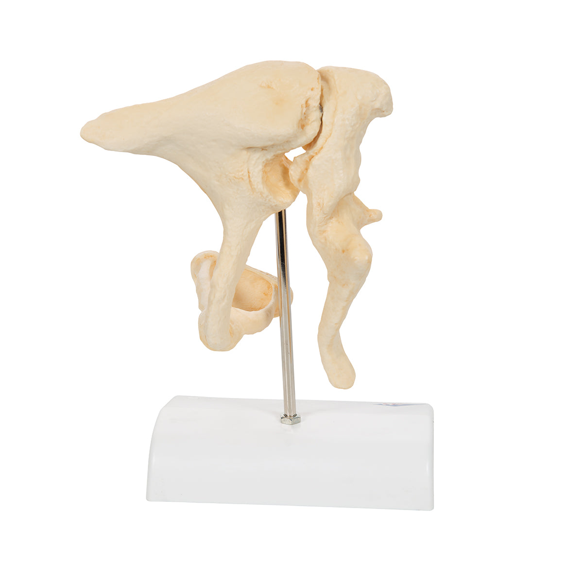 Human Ossicle Model (BONElike), 20-times Magnified