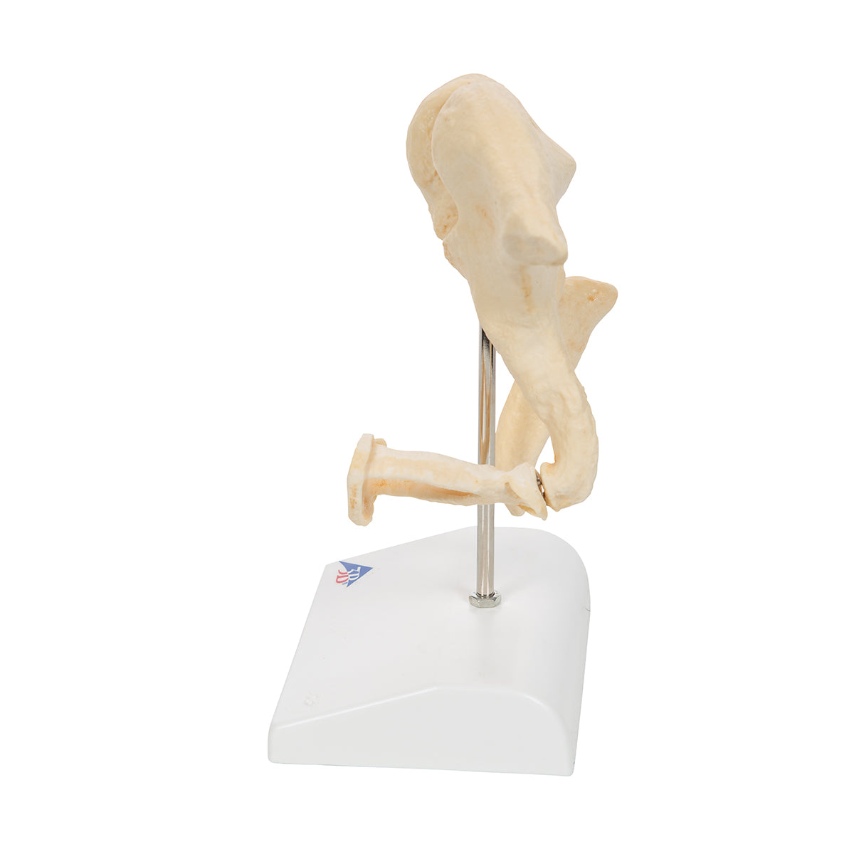 Human Ossicle Model (BONElike), 20-times Magnified