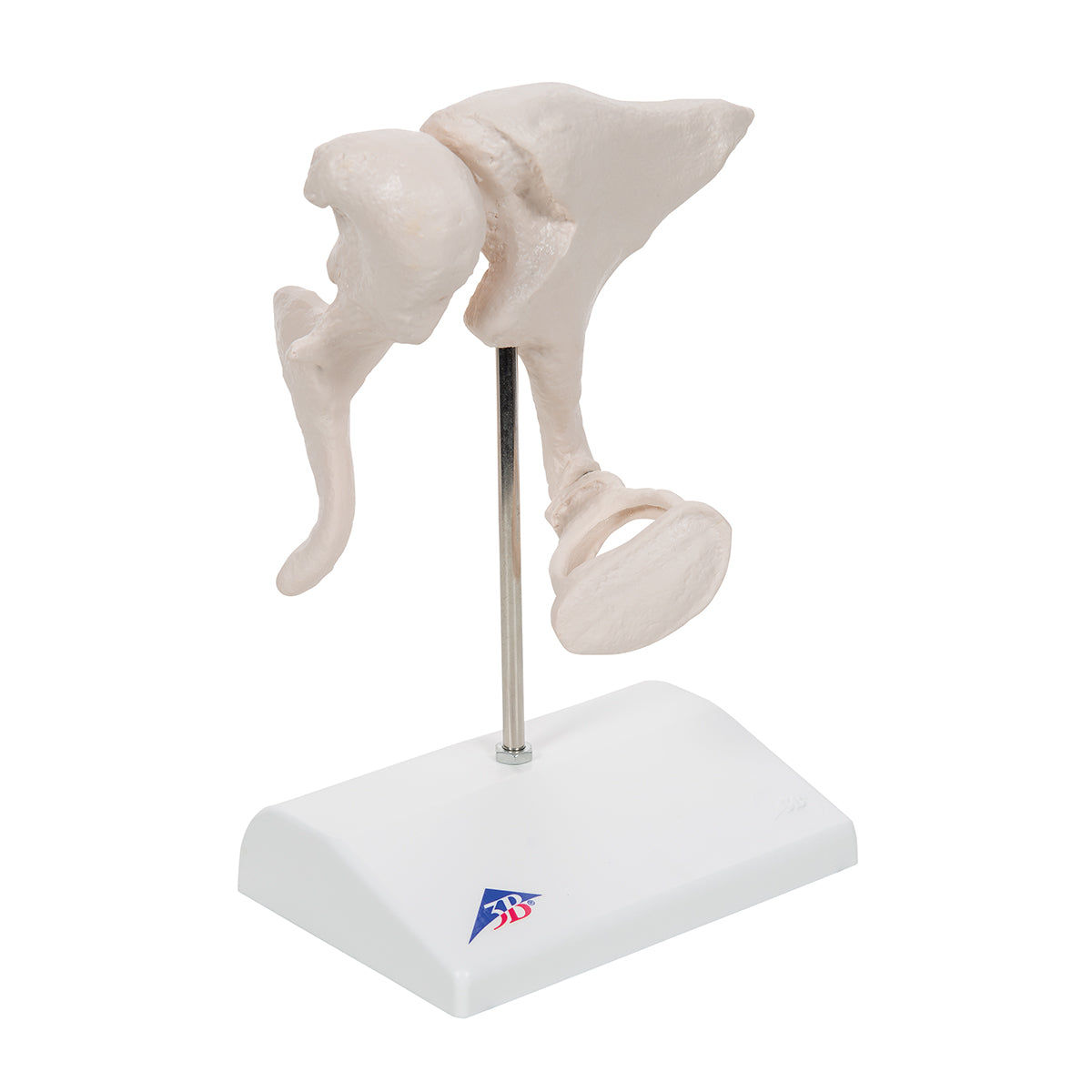 Human Ossicle Model, 20-times Maginified
