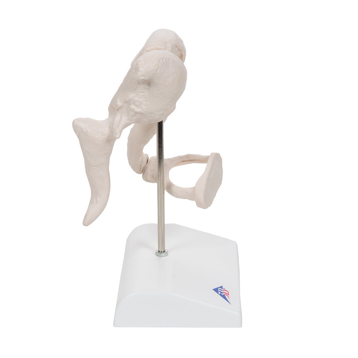 Human Ossicle Model, 20-times Maginified