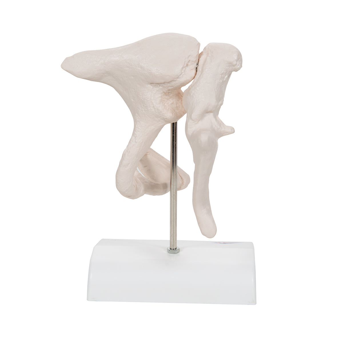 Human Ossicle Model, 20-times Maginified