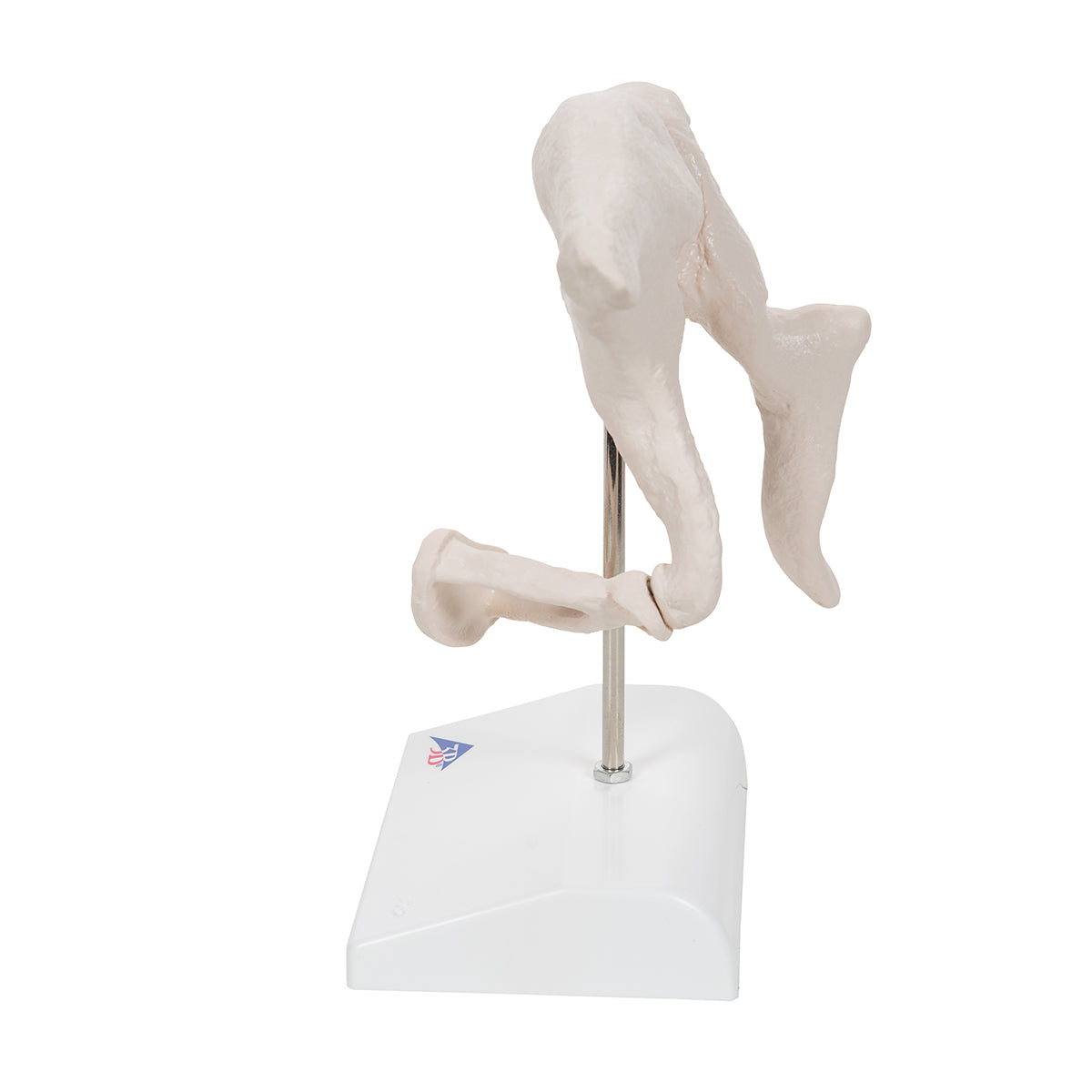 Human Ossicle Model, 20-times Maginified