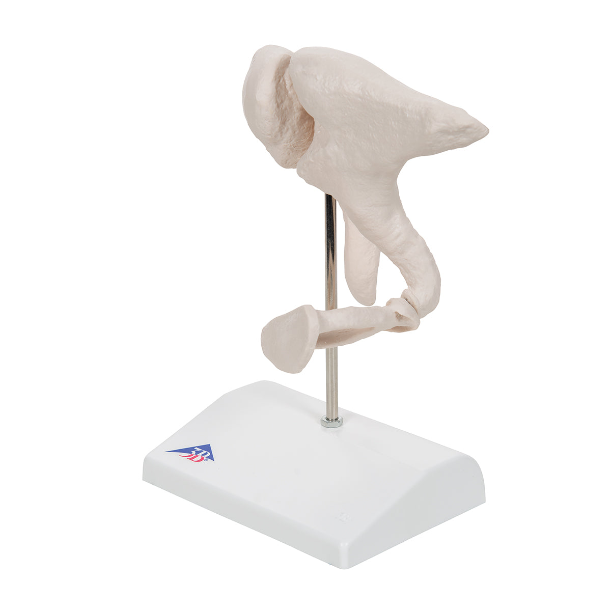 Human Ossicle Model, 20-times Maginified