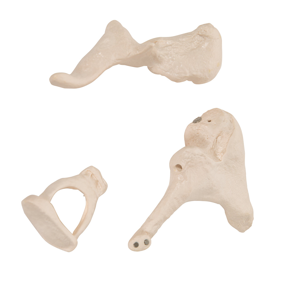 Human Ossicle Model, 20-times Maginified