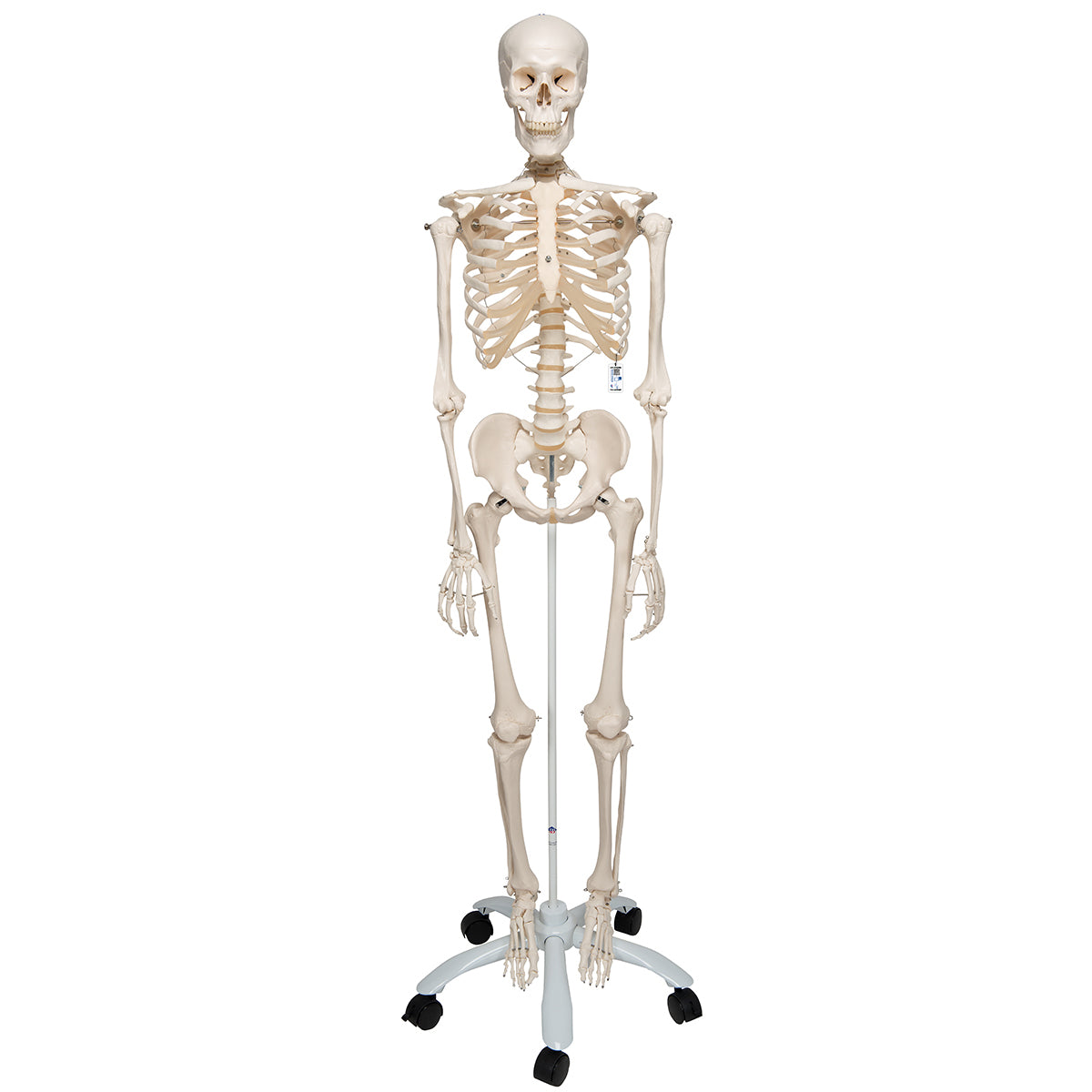 Human Skeleton Model Stan - 3B Scientific A10, view 14