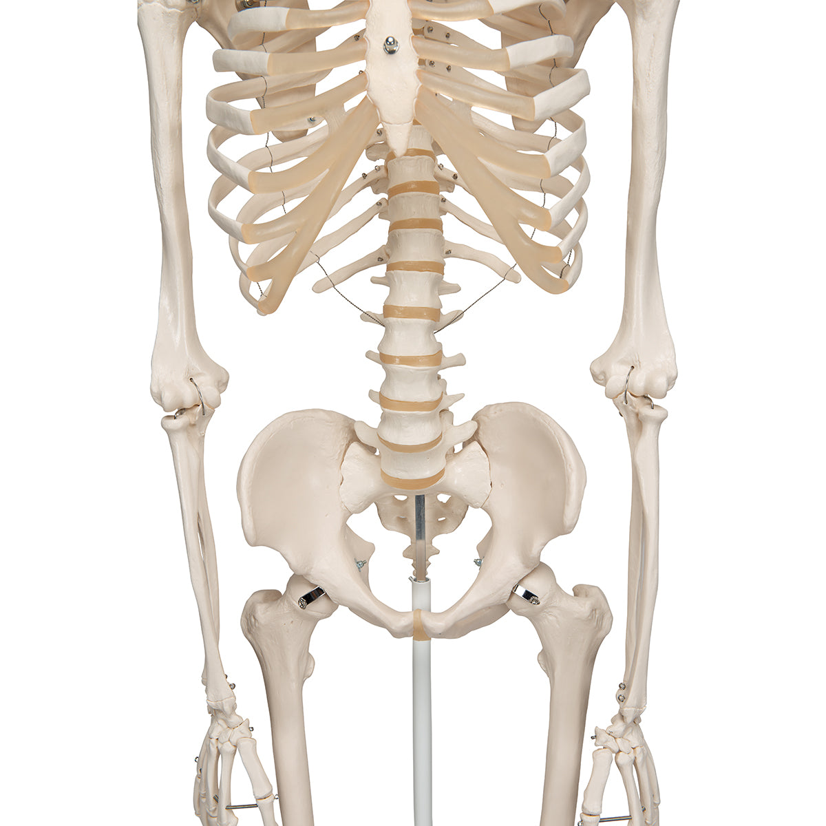 Human Skeleton Model Stan - 3B Scientific A10, view 16