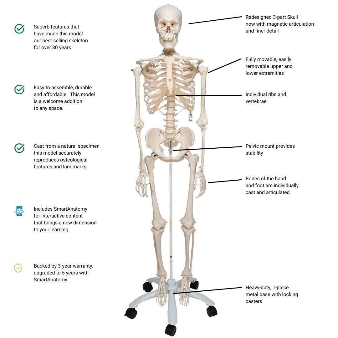 Stan - Skeleton Features