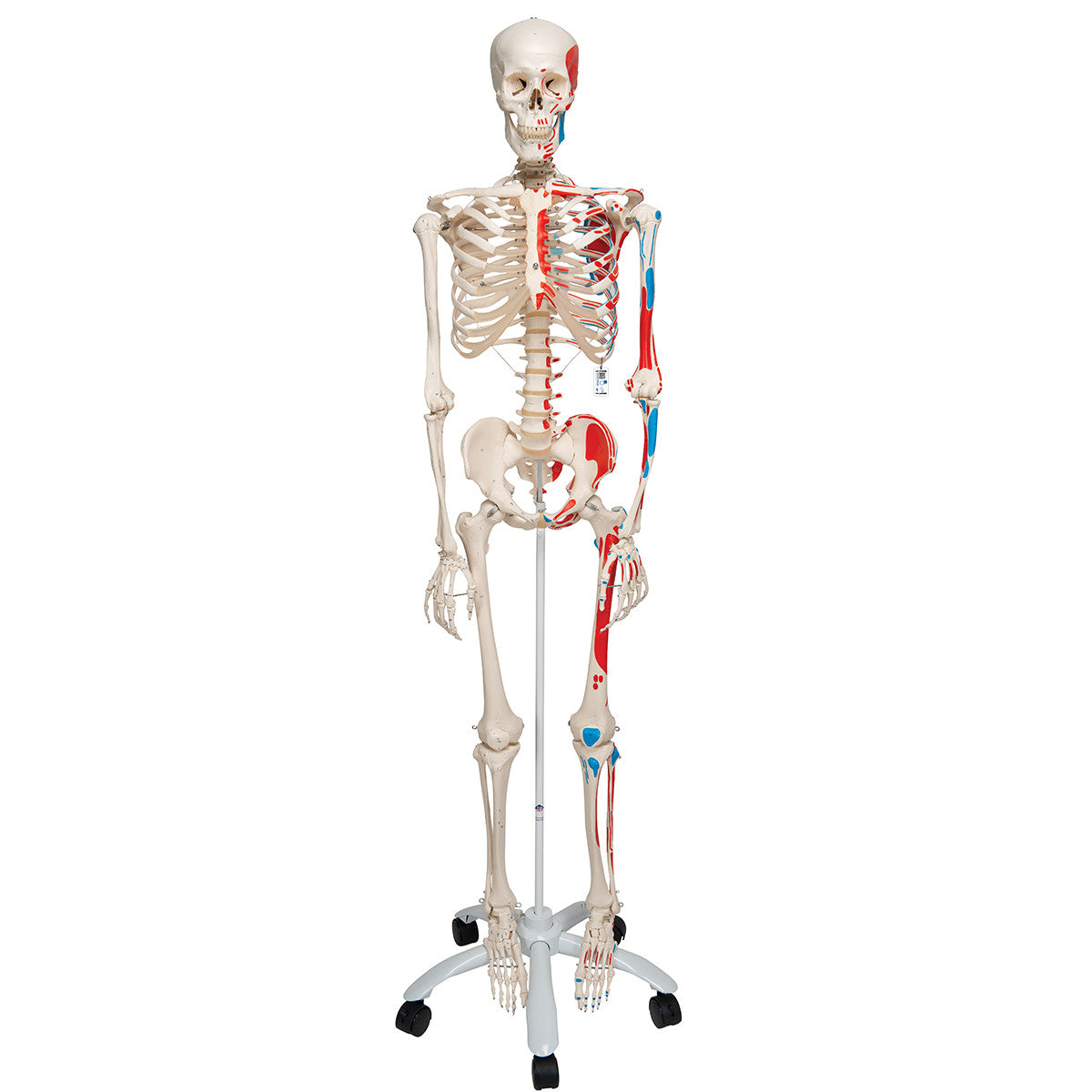 Artificial Skeleton Model with Painted Muscle Origins and Inserts | 3B Scientific A11