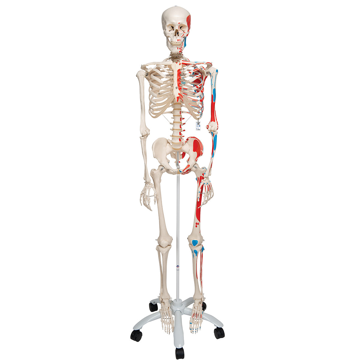 Human Skeleton Model Max with Painted Muscle Origins & Inserts - 3B Scientific A11, view 8