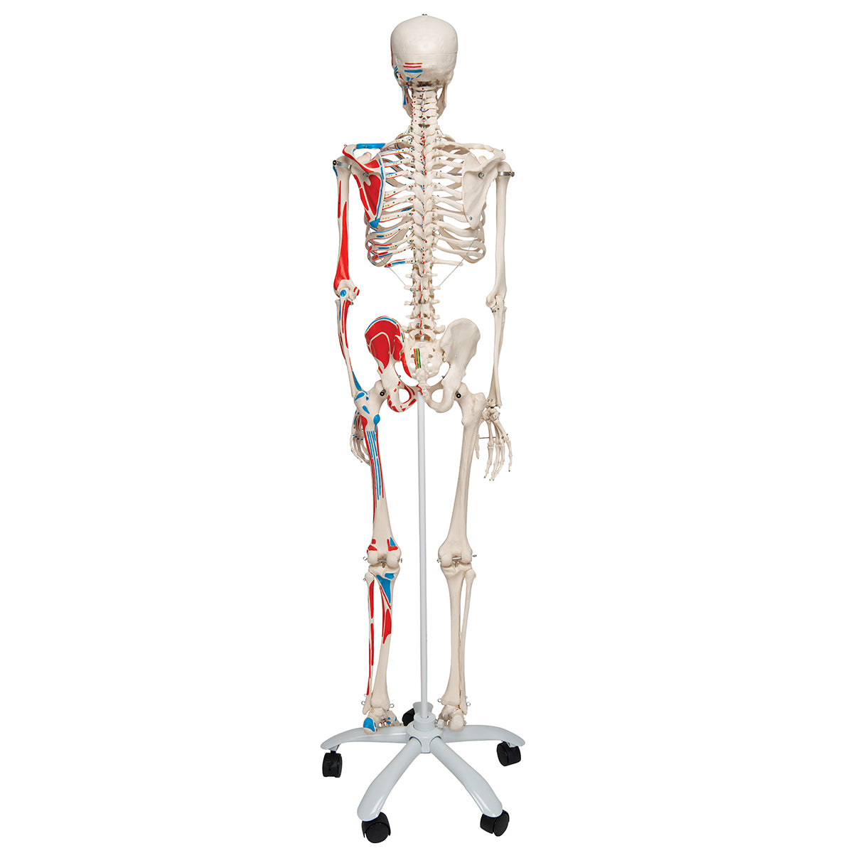 Human Skeleton Model Max with Painted Muscle Origins & Inserts - 3B Scientific A11, view 9