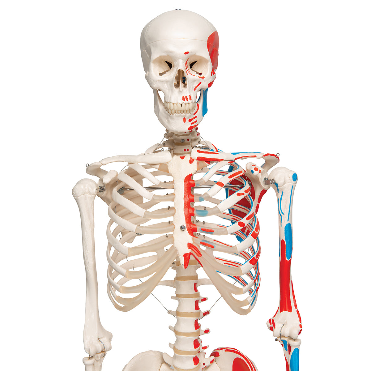 Human Skeleton Model Max with Painted Muscle Origins & Inserts - 3B Scientific A11, view 10