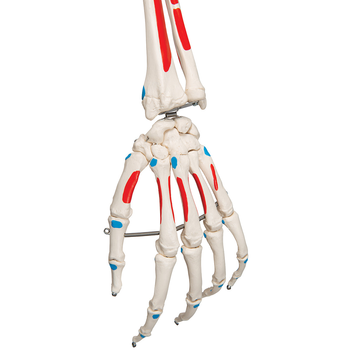 Human Skeleton Model Max with Painted Muscle Origins & Inserts - 3B Scientific A11, view 11