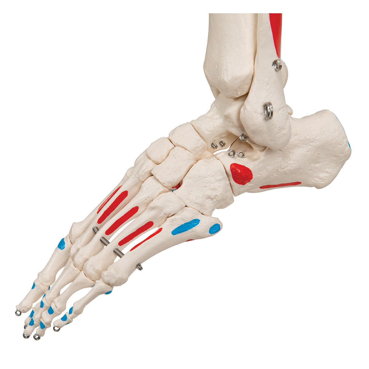 Human Skeleton Model Max with Painted Muscle Origins & Inserts - 3B Scientific A11, view 13